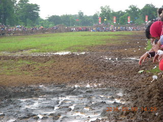286 996. Indonesia - cow racing