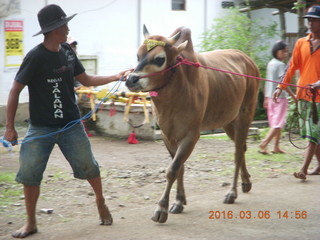 294 996. Indonesia - cow racing - contestent cow