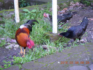 25 998. Indonesia - Bantimurung Water Park - chickens