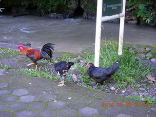 26 998. Indonesia - Bantimurung Water Park - chickens