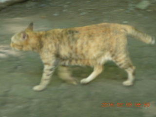 34 998. Indonesia - Bantimurung Water Park - another cat