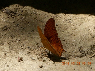 61 998. Indonesia - Bantimurung Water Park - butterfly
