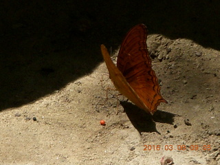 62 998. Indonesia - Bantimurung Water Park - butterfly