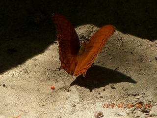 63 998. Indonesia - Bantimurung Water Park - butterfly +++