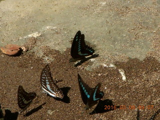 68 998. Indonesia - Bantimurung Water Park - butterflies