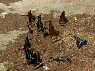 73 998. Indonesia - Bantimurung Water Park - butterflies