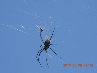 118 998. Indonesia village - big spider above