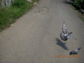 122 998. Indonesia village - pigeons in flight