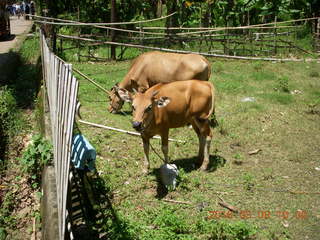 147 998. Indonesia village - cows