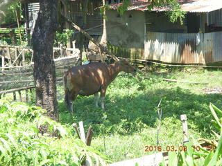 182 998. Indonesia village - cow