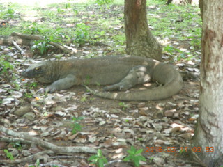 24 99b. Indonesia - Komodo Island dragon