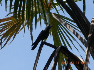 33 99b. Indonesia - Komodo Island bird
