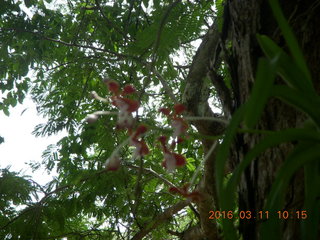 48 99b. Indonesia - Komodo Island orchid