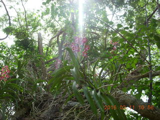 63 99b. Indonesia - Komodo Island orchid