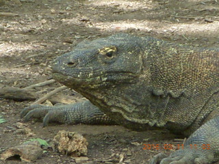 76 99b. Indonesia - Komodo Island dragon close up
