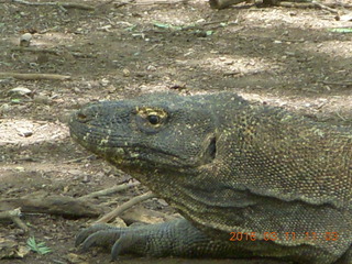 77 99b. Indonesia - Komodo Island dragon close up