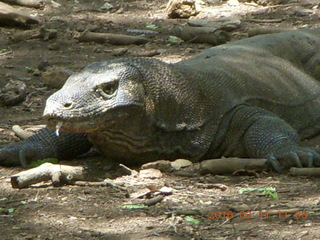 78 99b. Indonesia - Komodo Island dragon close up +++