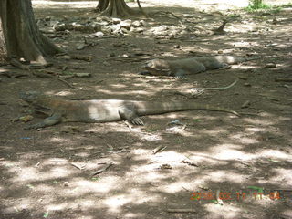 79 99b. Indonesia - Komodo Island dragon