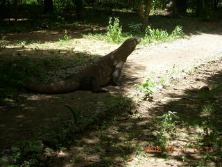95 99b. Indonesia - Komodo Island dragon