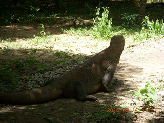 96 99b. Indonesia - Komodo Island dragon