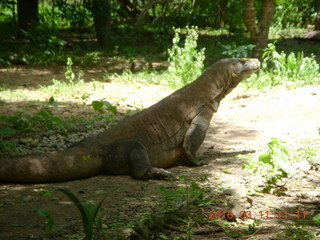 97 99b. Indonesia - Komodo Island dragon