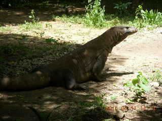 98 99b. Indonesia - Komodo Island dragon