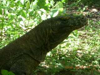 101 99b. Indonesia - Komodo Island dragon close up