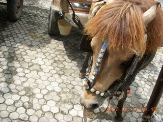 24 99c. Indonesia - Lombok - horse-drawn carriage ride