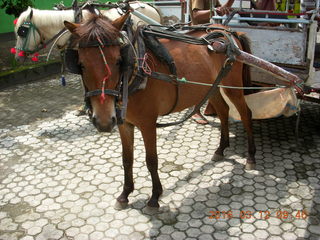 25 99c. Indonesia - Lombok - horse-drawn carriage ride