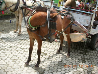 26 99c. Indonesia - Lombok - horse-drawn carriage ride