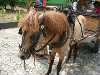 29 99c. Indonesia - Lombok - horse-drawn carriage ride