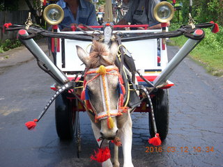 64 99c. Indonesia - Lombok - horse-drawn carriage ride back
