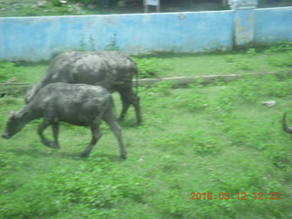 114 99c. Indonesia - Lombok - bus ride - buffalo