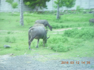 143 99c. Indonesia - Lombok - bus ride - buffalo