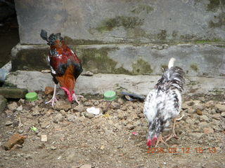 159 99c. Indonesia - Lombok - last village - birds