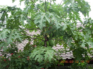 161 99c. Indonesia - Lombok - last village - tree with fruit