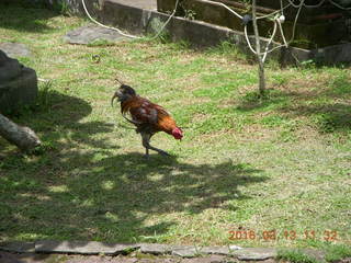 222 99d. Indonesia - Bali - lunch with hilltop view - bird
