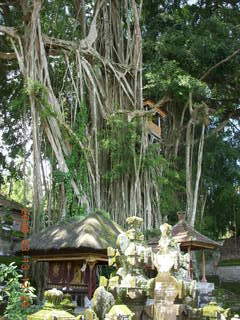 260 99d. Indonesia - Bali - temple at Bangli - banyon tree
