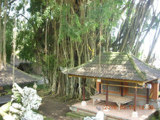 292 99d. Indonesia - Bali - Temple at Bangli - giant banyon tree
