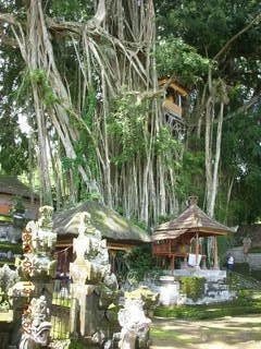325 99d. Indonesia - Bali - Temple at Bangli - giant banyon tree