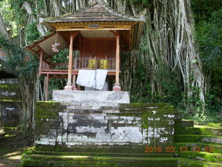 328 99d. Indonesia - Bali - Temple at Bangli - giant banyon tree