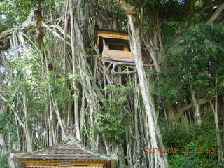 329 99d. Indonesia - Bali - Temple at Bangli - treehouse in giant banyon tree