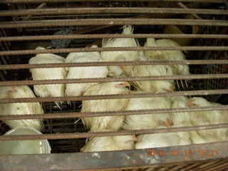 67 99g. Malaysia - Kuala Lumpur food tour - Chinese temple - birds for dinner