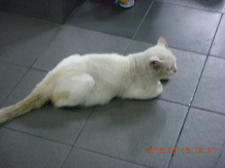 158 99g. Malaysia - Kuala Lumpur food tour - cat