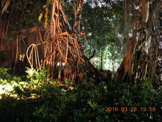 175 99g. Malaysia - Kuala Lumpur food tour - trees