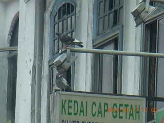 93 99h. Malaysia - Kuala Lumpur - drive back from hike - birds on a sign