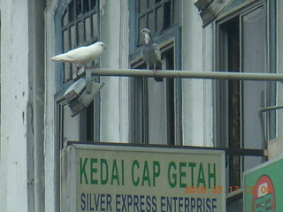 94 99h. Malaysia - Kuala Lumpur - drive back from hike - white bird and another bird on a sign