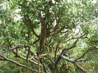 115 99h. Malaysia - Kuala Lumpur - KL Bird Park tree