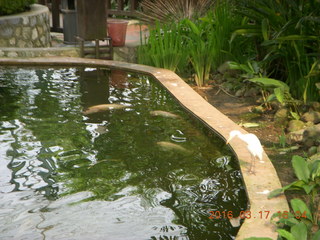 116 99h. Malaysia - Kuala Lumpur - KL Bird Park fish in pond