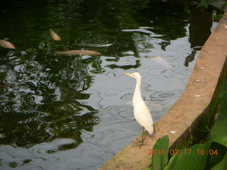 118 99h. Malaysia - Kuala Lumpur - KL Bird Park - fish in pond